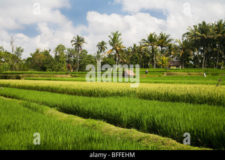 Eine einzelne Hütte inmitten der sattgrüne Reisterrassen von Ubud, Bali, Indonesien Stockfoto