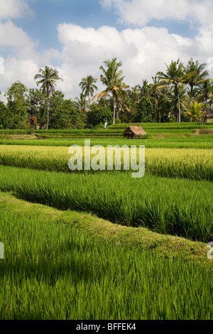 Eine einzelne Hütte inmitten der sattgrüne Reisterrassen von Ubud, Bali, Indonesien Stockfoto