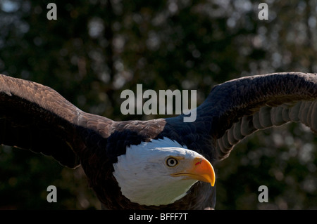 Ein Weißkopfseeadler mit Flügeln weit gespreizt Stockfoto