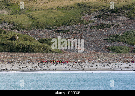 Der massive König Pinguin-Kolonie bei Salisbury Plain, Süd-Georgien Stockfoto