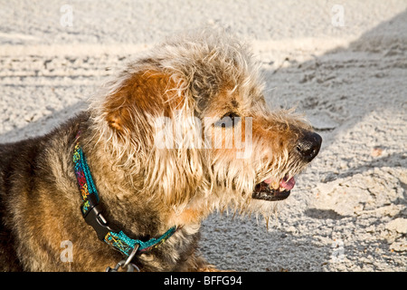 Kleine braune und schwarze Hund am Strand sitzen Stockfoto