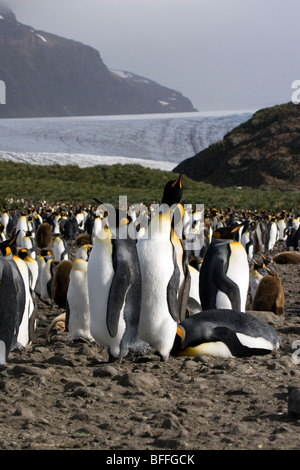 Königspinguin Kolonie vor Lucas Glacier, Salisbury Plain, Süd-Georgien Stockfoto