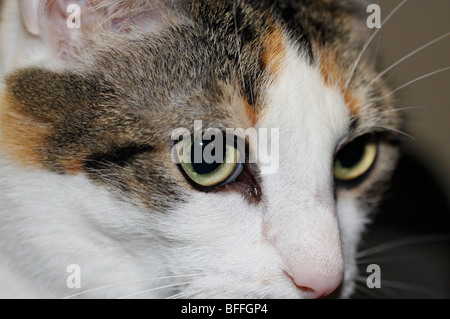 Nahaufnahme von Katzenaugen. Stockfoto