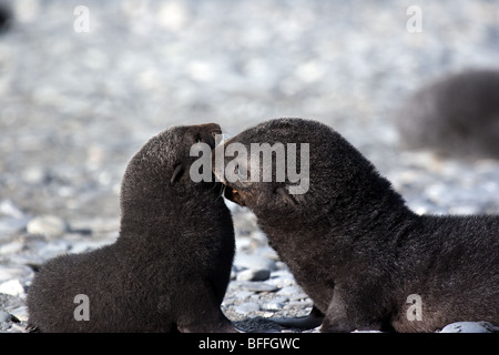Antarctic Fur Seal pup (ca. 3-4 Wochen alt), Salisbury Plain, South Georgia Island Stockfoto