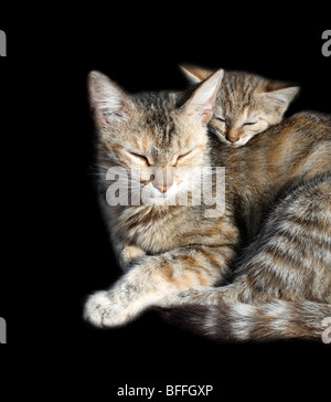 schlafende Katzen - Mutter und Kind isoliert auf schwarz Stockfoto