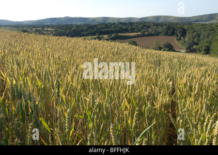 Bereich der Weizen, Henfield, South Downs, Sussex, GB. Stockfoto