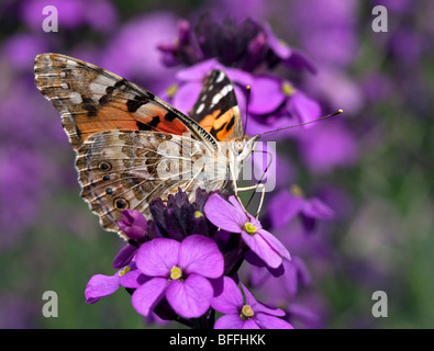 Distelfalter Schmetterling (Vanessa Cardui/Cynthia Cardui) auf Wegrauke Blume Stockfoto