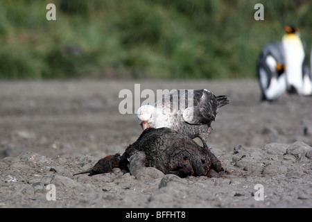 Südlichen Giant Petrel ernähren sich von Toten, Königspinguin, Salisbury Plain, Süd-Georgien Stockfoto