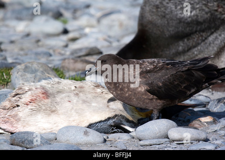 Braune Skua ernähren sich von Toten Königspinguin, Salisbury Plain, Süd-Georgien Stockfoto