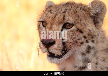 Gepard Acinonyx Jubatus in Masai Mara Kenia Stockfoto