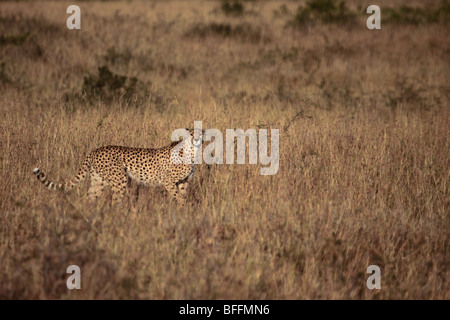 Gepard Acinonyx Jubatus in Masai Mara Kenia Stockfoto