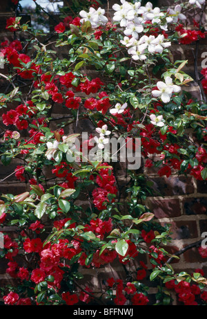 Nahaufnahme von roten Blüte Quitte und weiße Clematis. Stockfoto