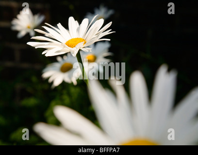 Flowersopen Stockfoto