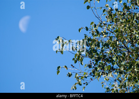 Der Mond in einem strahlend blauen Himmel und Herbst farbige Blätter auf der einen Seite Stockfoto