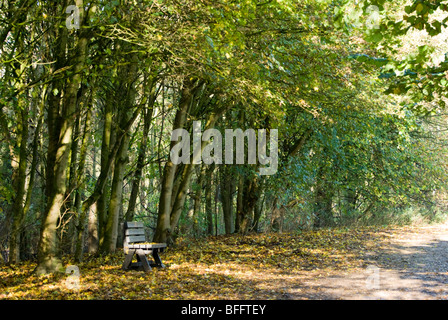 Eine leere Parkbank unter einem Baldachin von Herbst Blätter, Rufford Country Park, Nottinghamshire, England, UK Stockfoto