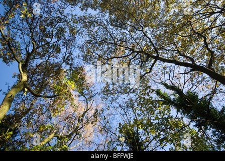 Herbst Blatt Baldachin Stockfoto