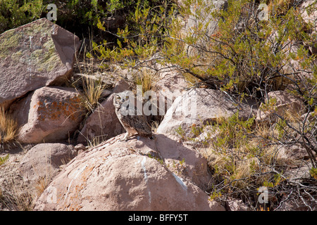 South American große gehörnte Eule in Wild, (Bubo Virginianus Nacurutu), Provinz Mendoza, Argentinien Stockfoto