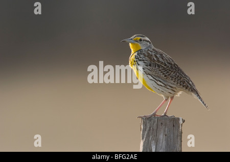 Western Meadowlark (Sturnella Neglecta) Saskatchewan, Kanada Stockfoto