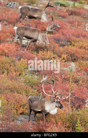 Karge Boden Caribou Bulls auf Herbst Tundra Rangifer Tarandus Groenlandicus. In der Nähe von Whitefish Lake, Nordwest-Territorien, Kanada Stockfoto