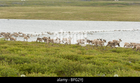 Karge Boden Caribou Migration, Rangifer Tarandus Groenlandicus, Bathurst/Beverly Herde. Barrenlands, NWT, Kanada Stockfoto