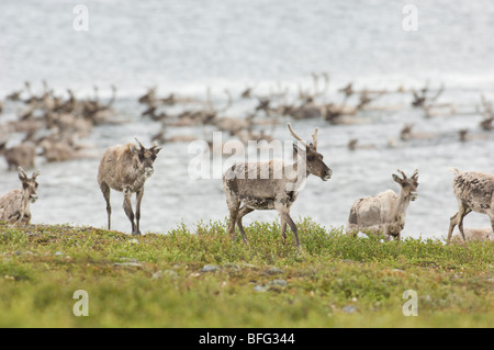 Karge Boden Caribou Sommer Migration, Rangifer Tarandus Groenlandicus. Nördlich von Whitefish Lake, Nordwest-Territorien, Kanada Stockfoto