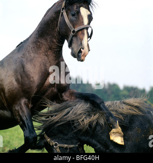 Lipizzaner-Hengste in Piber spielen Kampf Stockfoto