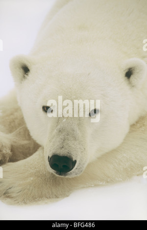 Großen männlichen Eisbären (Ursus Maritimus) liegt im Schnee, in der Nähe von Churchill, Manitoba, Kanada. Stockfoto