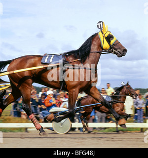 Nahaufnahme von Traber mit anderen hinter bei Haag-show Stockfoto