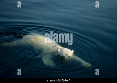 Eisbär (Ursus Maritimus), schwimmt im Wager Bay, Ukkusiksalik-Nationalpark, Wager Bay, Nunavut, Kanada. Stockfoto