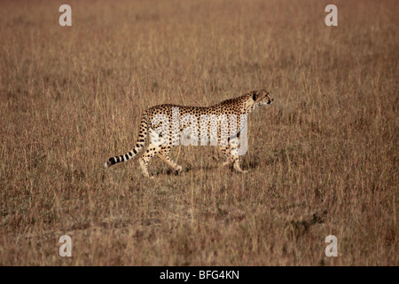 Gepard Acinonyx Jubatus in Masai Mara Kenia Stockfoto