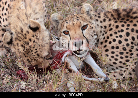 Gepard Acinonyx Jubatus in Masai Mara Kenia Stockfoto