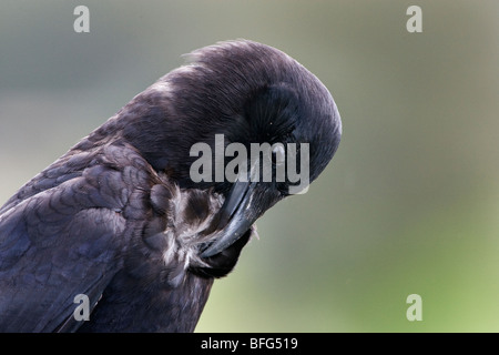 Amerikanische Krähe (Corvus Brachyrhynchos), putzen, Scout Insel, Williams Lake, British Columbia. Stockfoto
