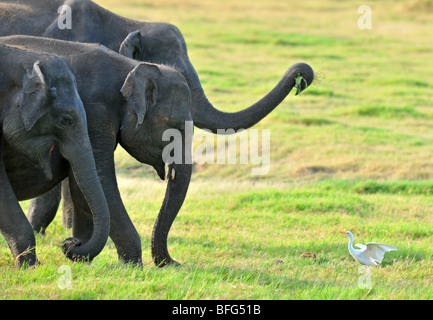 Minneriya National Wildlife Park, Sri Lanka, Safari im Minneriya National Wildlife Park, Sri Lanka Stockfoto