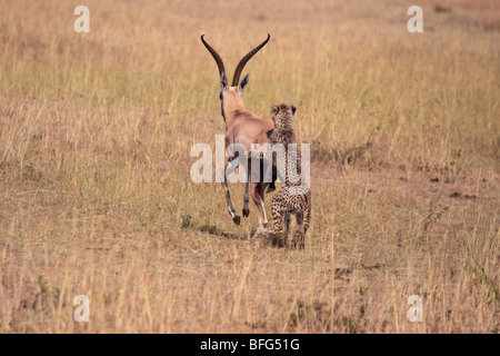 Jährling Gepard Acinonyx Jubatus Angriff auf Erwachsene Grant es Gazelle in Masai Mara Kenia Stockfoto