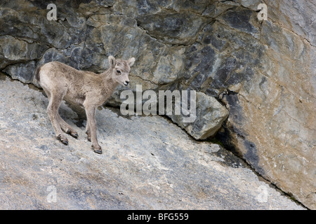 Dickhornschaf (Ovis Canadensis), Lamm, in der Nähe von Medicine Lake, Jasper Nationalpark, Alberta. Stockfoto