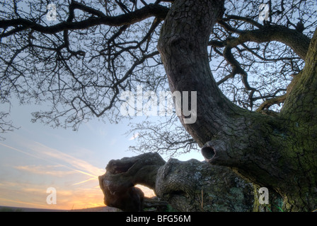 Robuste Baumstamm Äste und Wurzeln Stockfoto