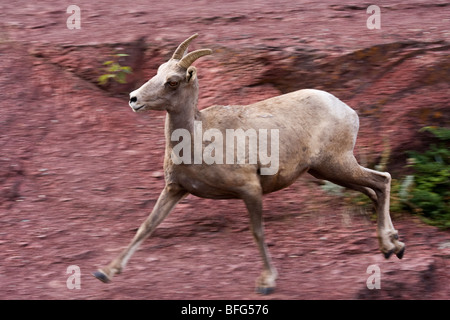 Dickhornschaf (Ovis Canadensis), Ewe im Red Rock Canyon, Waterton Lakes National Park, Alberta laufen. Stockfoto