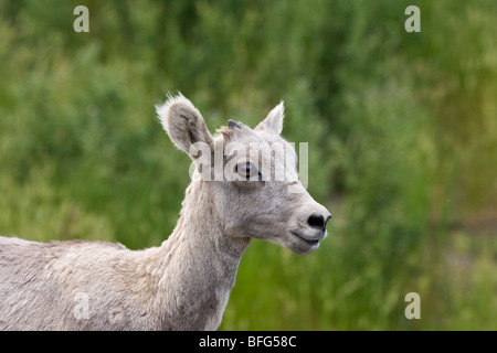 Dickhornschaf (Ovis Canadensis), Lamm, Waterton Lakes National Park, Alberta. Stockfoto