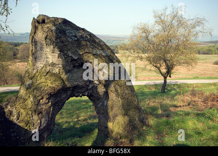 Gefallenen Birkenbaum bilden einen Stamm mit einer ungewöhnlichen Bogenform Stockfoto