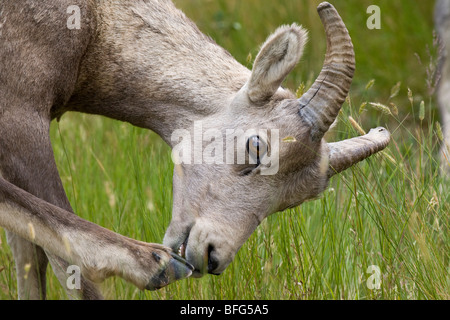 Dickhornschaf (Ovis Canadensis), Ewe oder junge Ram, Fellpflege Fuß, Waterton Lakes National Park, Alberta. Stockfoto