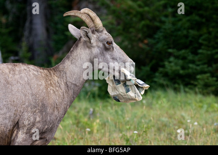 Bighorn Schafe (Ovis Canadensis) Ewe Essen weggeworfen Zeitung Red Rock Canyon Parkplatz Waterton Lakes Nationalpark Alberta. Stockfoto