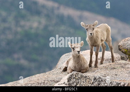 Dickhornschaf (Ovis Canadensis), Lämmer, Mount Evans Wilderness Area, Colorado. Stockfoto