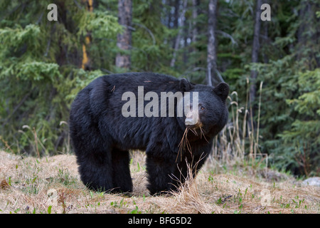 Amerikanische Schwarzbären (Ursus Americanus), Jasper Nationalpark, Alberta, Kanada. Stockfoto