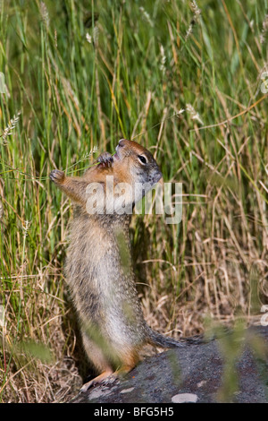 Kolumbianische Grundeichhörnchen (Spermophilus Columbianus), Essen Grassamen, Waterton Lakes National Park, Alberta, Kanada. Stockfoto