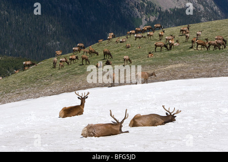 Elche (Cervus Canadensis) Herde in alpinen Colorado Rocky Mountain National Park. Tiere im Vordergrund sind Stiere gebettet in sno Stockfoto