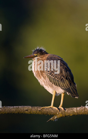 Grüne Reiher (Butorides Virescens), junge, Ambleside Park, West Vancouver, Britisch-Kolumbien. Stockfoto