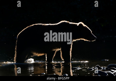 Hinterleuchtete Grizzlybär (Ursus Arctos Horribilis), Weiblich, Küsten Britisch-Kolumbien, Kanada. Stockfoto