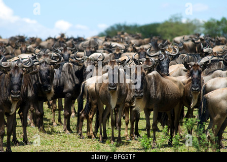 Gnus in der Masai mara Stockfoto