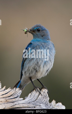 Mountain Bluebird (Sialia Currucoides), mit Beakful von Insekten auf Colorado Bristlecone Kiefer (Pinus Aristata), männliche Mount G Stockfoto