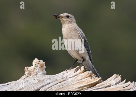 Mountain Bluebird (Sialia Currucoides) Frauen mit große Ameise auf Colorado Bristlecone Kiefer (Pinus Aristata) Mount Goliath Nat Stockfoto